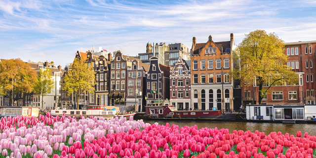 view of Amsterdam with flowers A view of building in Amsterdam besides water. In the front are tulips of different shades of pink